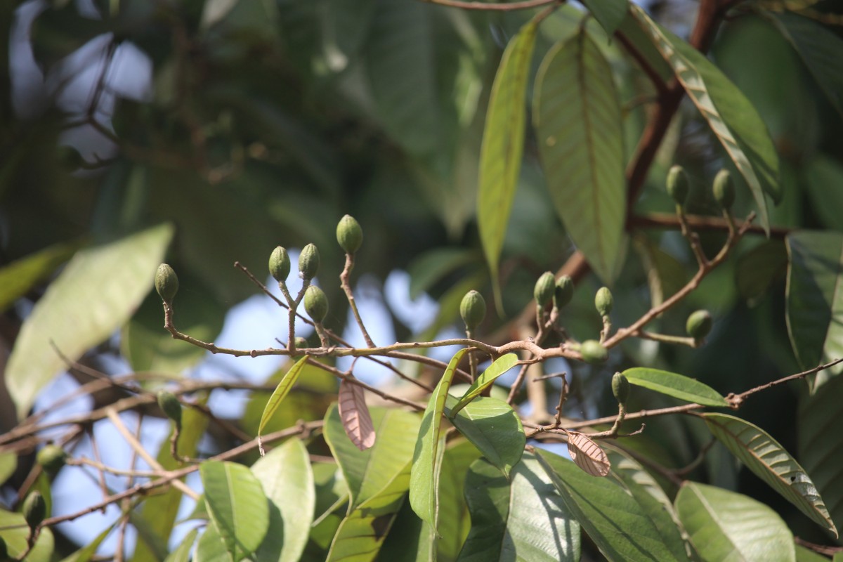 Cryptocarya wightiana Thwaites